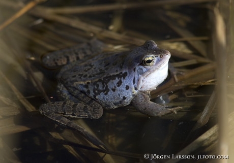 Frogs