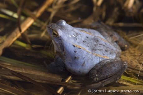 Frog