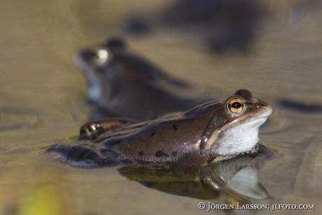 Frog