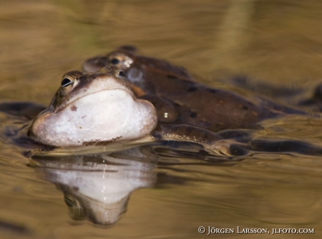 Frogs