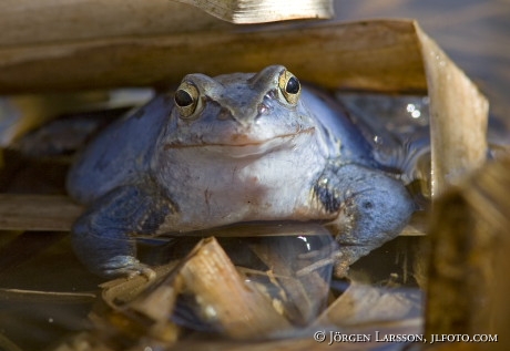 Frogs