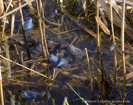 Frogs