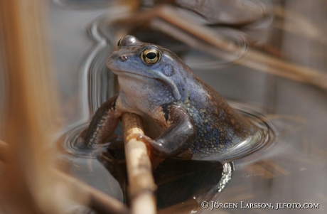 Frog