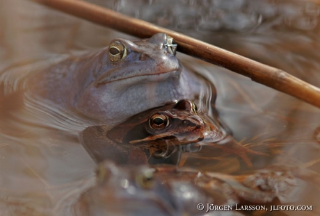 Frogs