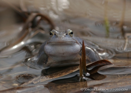Frog