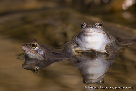 Frogs