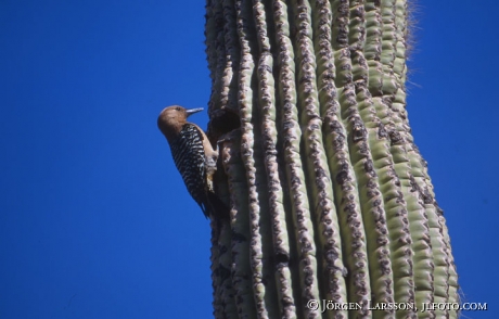 Hackspett på Saguaro kaktus Arizona