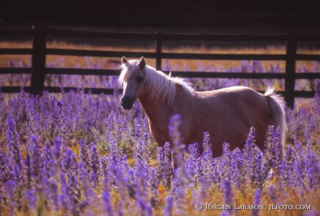 Horse Gotland
