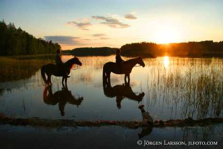 Hästar ryttare solnedgång vid Fläten