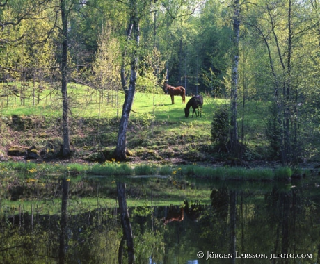 Hästar vid sjö Hävla Östergötland