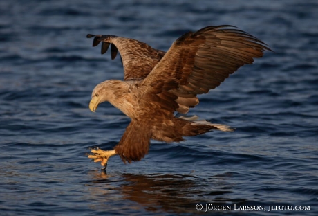 Sea eagle Haliaeetus albicilla