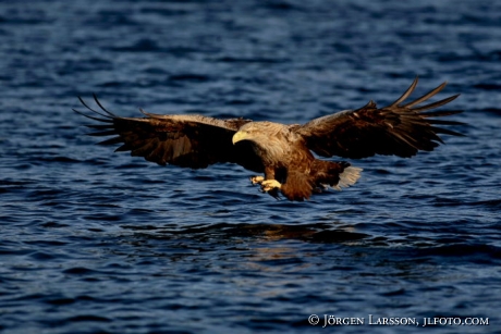 Sea eagle Haliaeetus albicilla