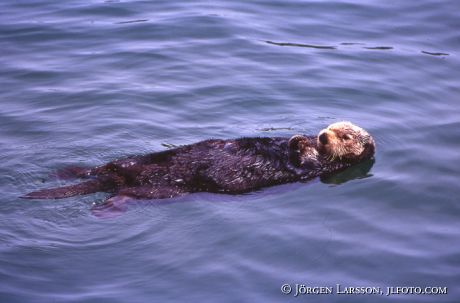 Seaotter