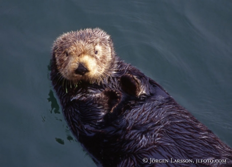 Sea Otter Montereu California USA