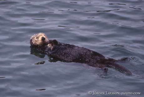 Sea Otter Montereu California USA