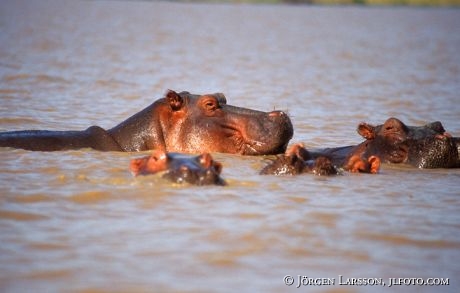 Flodhäst Kenya