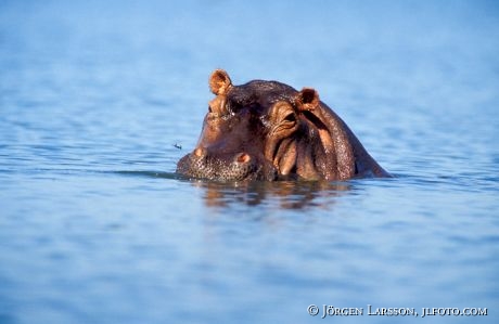 Hippopotamus Kenya