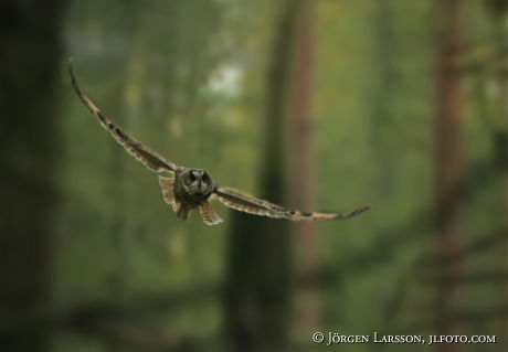 Owl Asio otus