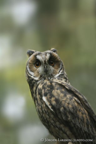 Owl Asio otus