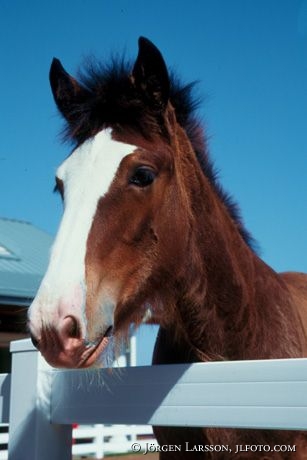 Clydesdale USA