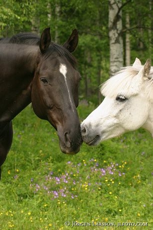 Horse kissing