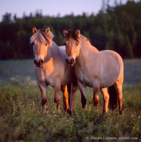 Fjord Ponies