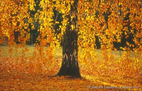 Birch Autumn