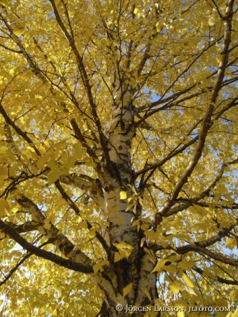 Birch autumn