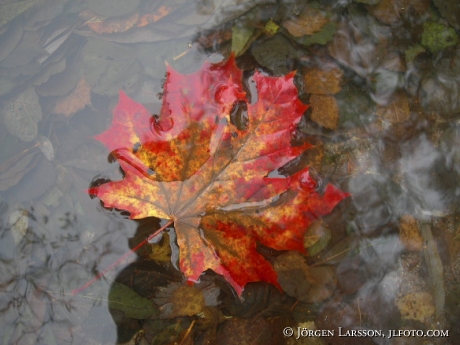 Maple leaf autumn