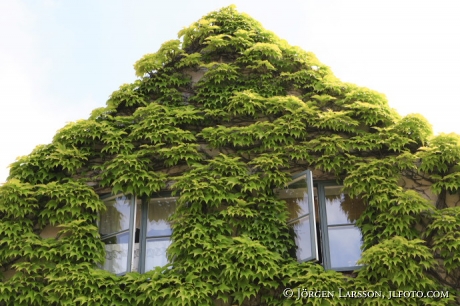 House with wildvine Visby Gotland