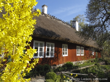 Skånelänga  forsythia 