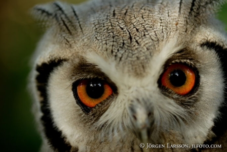Owl Kenya