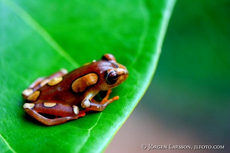 Groda Kenya Reed Frog Hyperolius