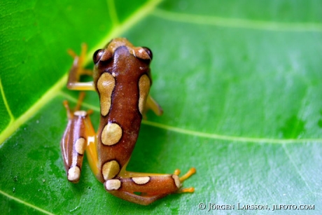 Groda Kenya Reed Frog Hyperolius