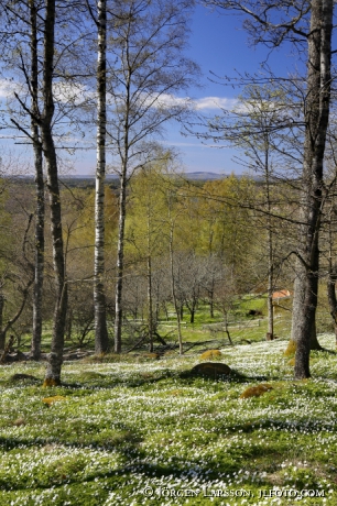 Vårlandskap, vårblommor