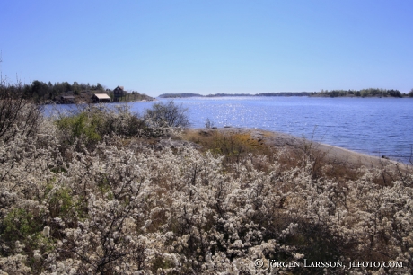 Spring at Navelso