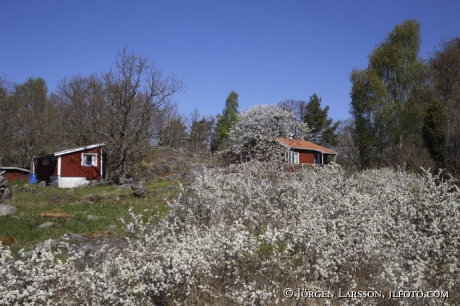 Spring at Navelso