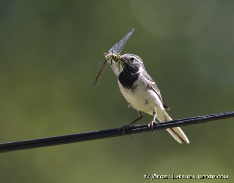 Wagtail Motacilla-alba with catch