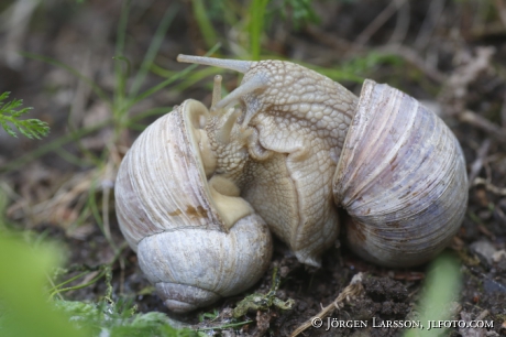 Snails, escargot
