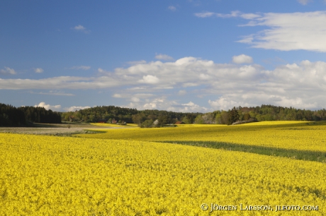 Rapeseed