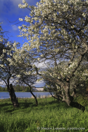 Tullgarn