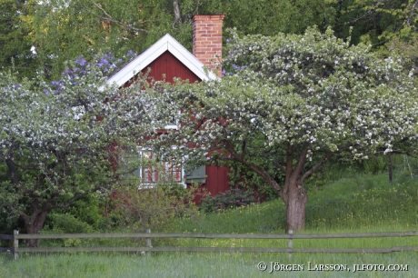 Röd stuga blommande fruktträd