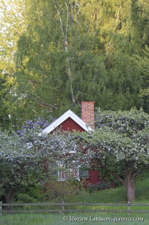 Röd stuga blommande fruktträd