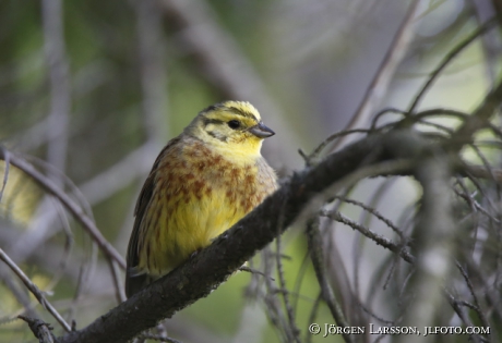 Yellowhammer, Emberiza citrinella 