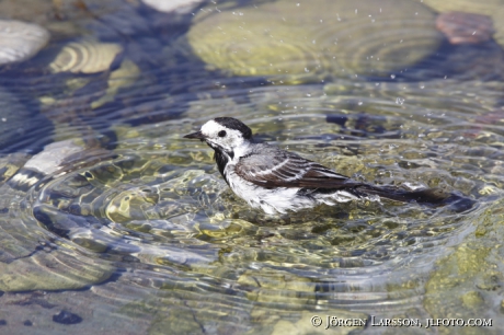 Wagtail bathing