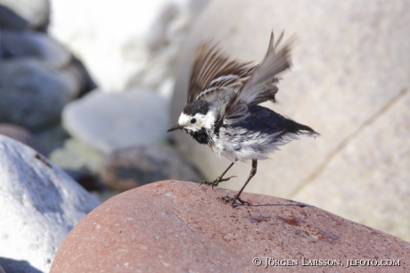 Wagtail 