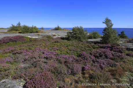 Huvudskär