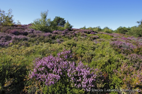 Huvudskär