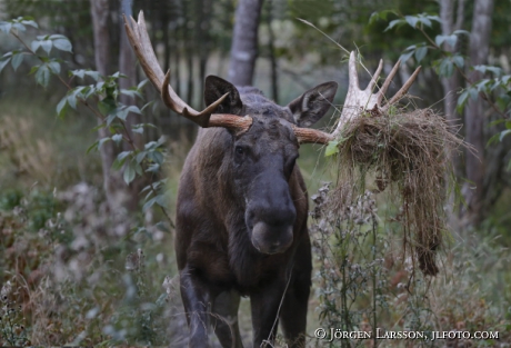 Moose Bull