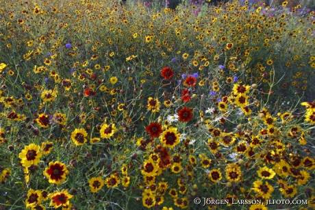 Blandade blommor